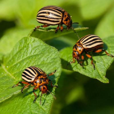 Фахівці порадили дієві інсектициди проти колорадського жука