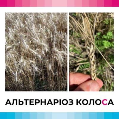 Погода спровокувала розвиток альтернаріозу пшениці