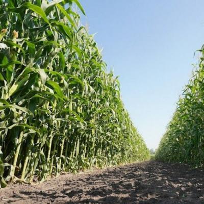 Через посуху аграрії залишають силосну кукурудзу на зерно