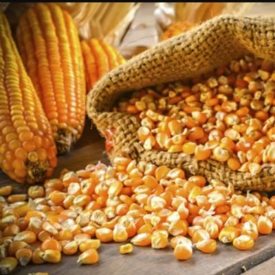 Україна не може стати конкурентом Польщі на ринку кукурудзи