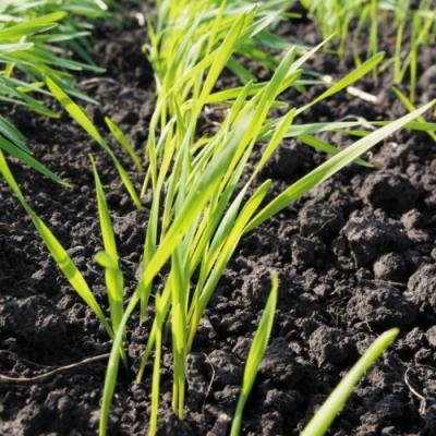 Як оптимізувати застосування ЗЗР на озимій пшениці