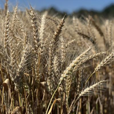 LNZ Group провела навчання менеджерів щодо нових сортів озимої пшениці LEGEND