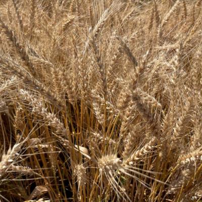 Вибір насіння озимої пшениці. Демонстрація результатів з поля