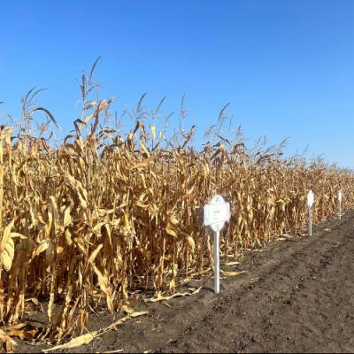 Як зібрати кукурудзу без втрат: ТОП порад