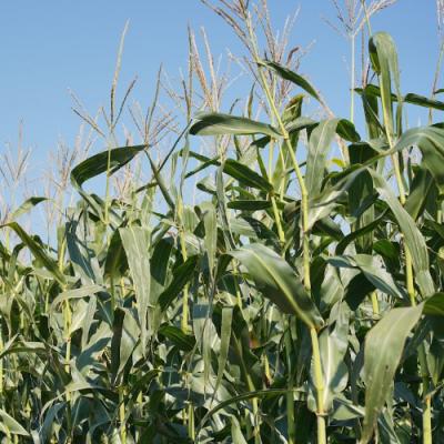 Вилучення кукурудзи із сівозміни знижує врожайність інших культур до 15%
