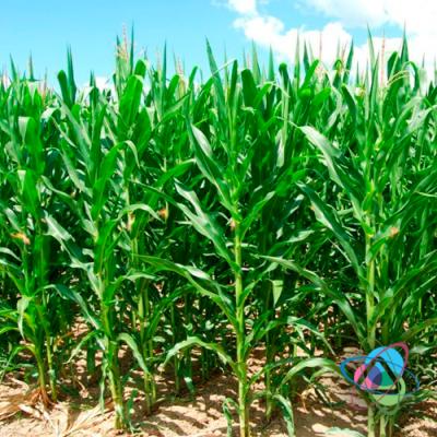Система удобрення кукурудзи