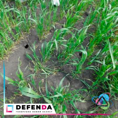Пошкодження посівів гризунами в західних регіонах України
