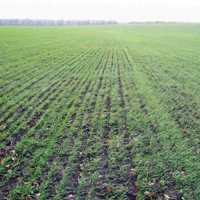 Через посуху на Півдні роблять ставку на озиму пшеницю