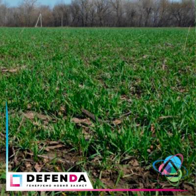 Стан пізніх посівів озимої пшениці в центральній частині України