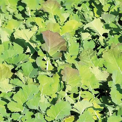 Агровиробники фіксують на посівах озимого ріпаку ознаки азотного голодування