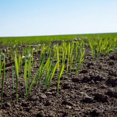 Чи потрібні фунгіциди на озимих восени