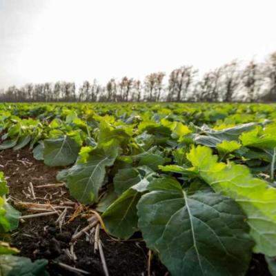 Осіння рістрегуляція озимого ріпаку: як уникнути переростання та підвищити зимостійкість