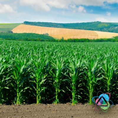 Підготовка насіння та особливості посіву зернової кукурудзи