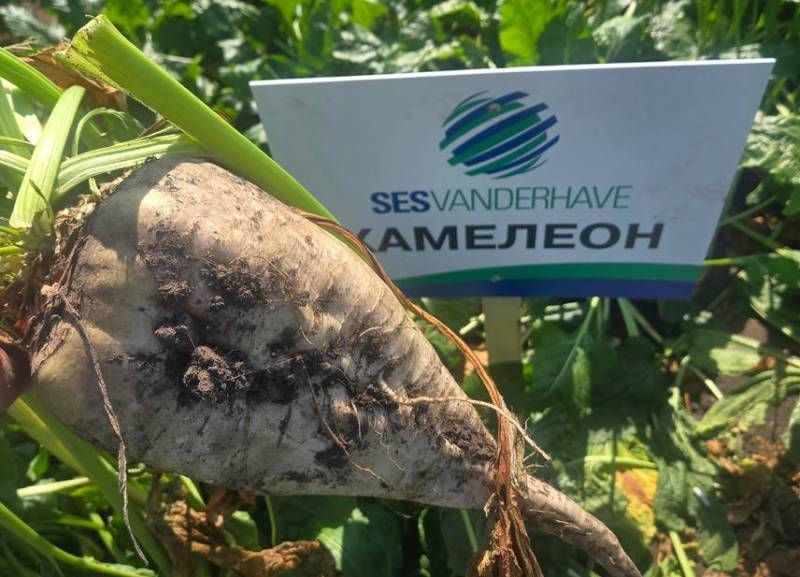 Олександр Мельник: Українські виробники отримають доступ до найкращих європейських гібридів цукрових буряків під брендом UBS фото 5 LNZ Group