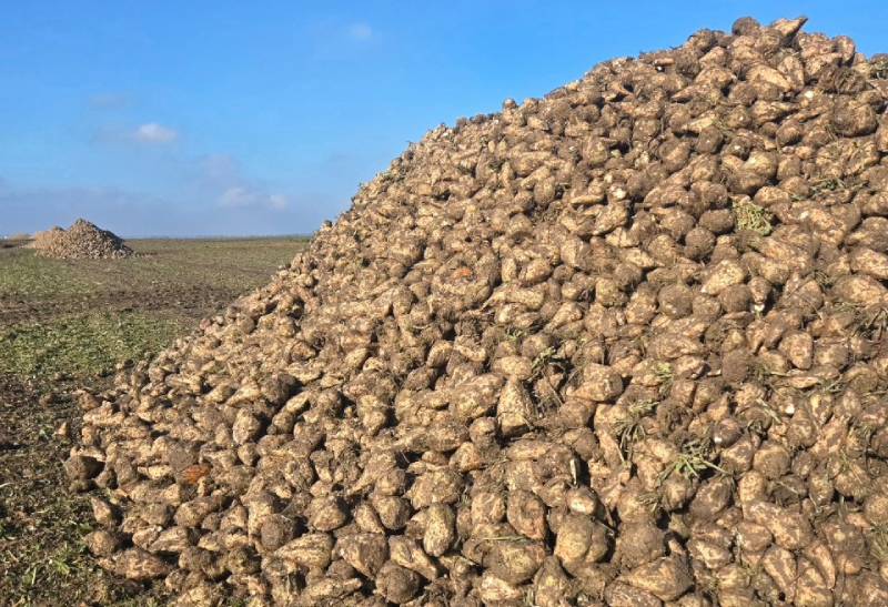 Олександр Мельник: Українські виробники отримають доступ до найкращих європейських гібридів цукрових буряків під брендом UBS фото 3 LNZ Group