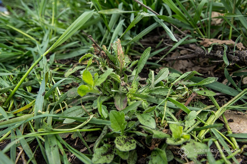 No-till і ефективна система контролю бур’янів фото 2 LNZ Group