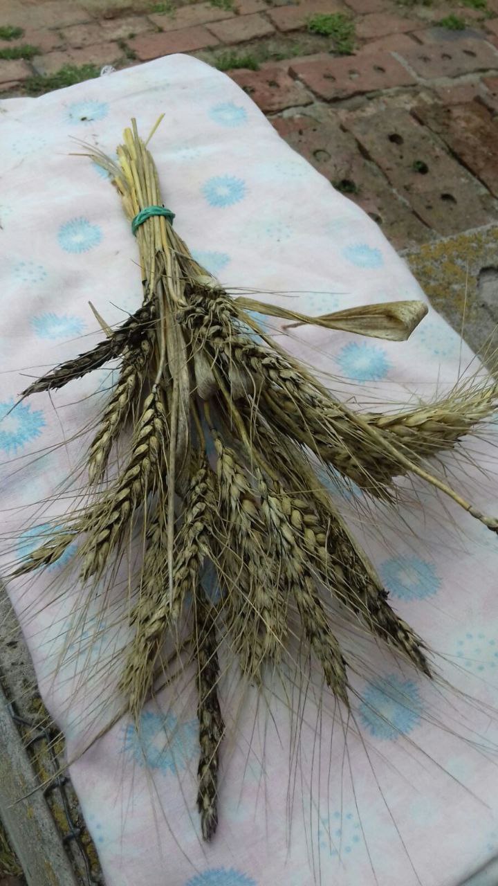 Погода спровокувала розвиток альтернаріозу пшениці фото 3 LNZ Group
