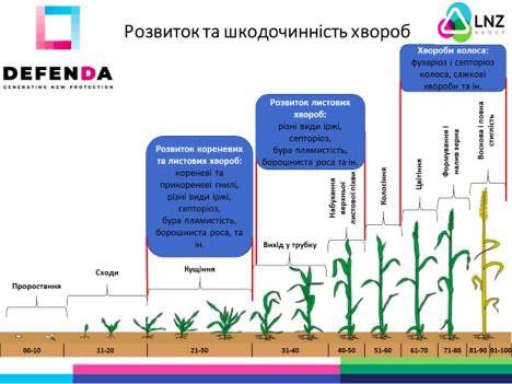 Від сівби до колосу: три кити піраміди захисту зернових фото 4 LNZ Group