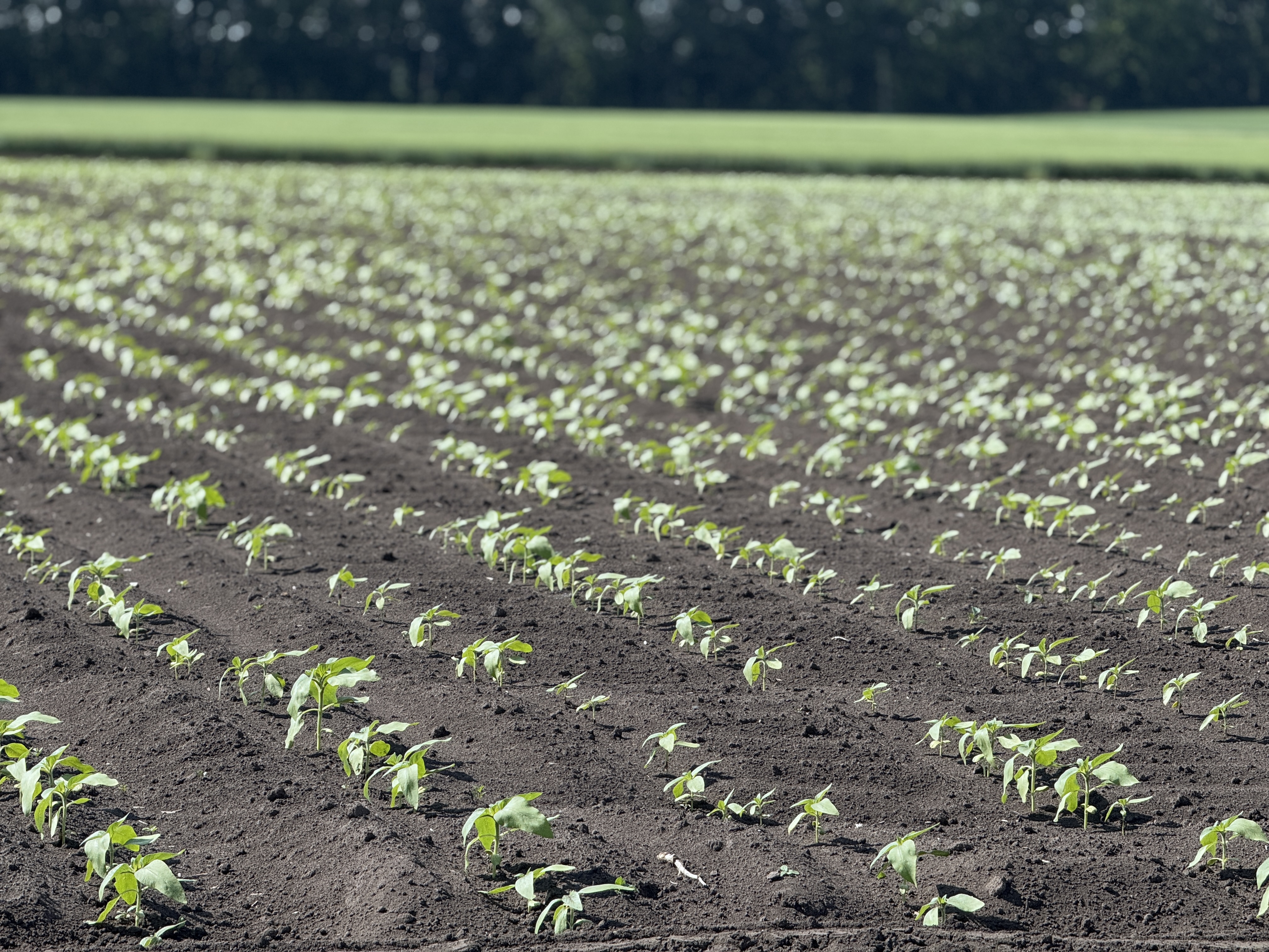 Соняшник у сезоні 2025: хвороби, захист і перспективи на 2026 рік фото 2 LNZ Group