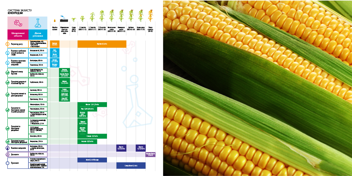 Системи гербіцидного захисту від DEFENDA на кукурудзі фото 2 LNZ Group