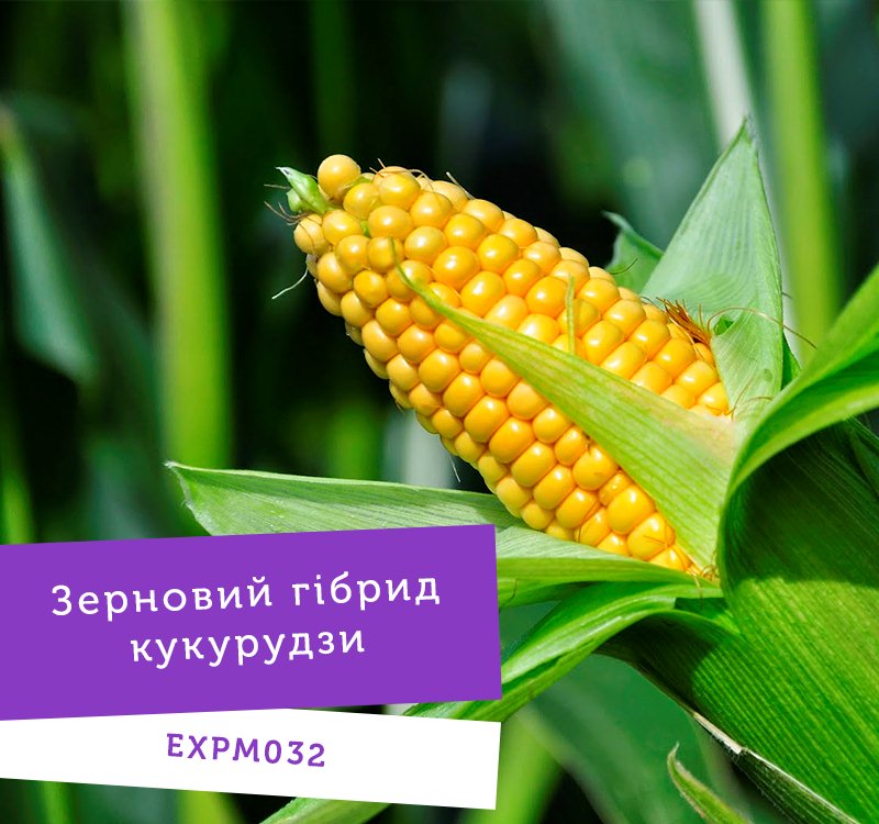 UNIVERSEED презентує нові гібриди кукурудзи фото 1 LNZ Group