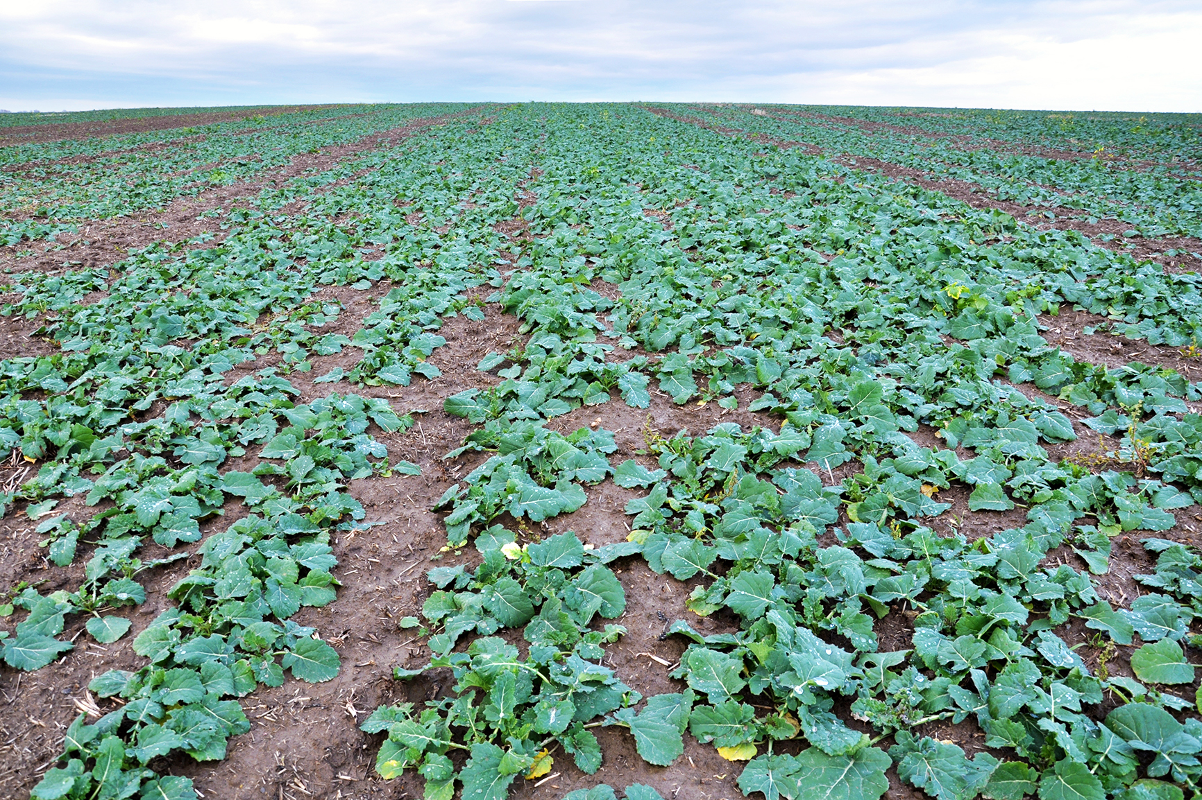У низці областей спостерігається випадання посівів озимого ріпаку фото 1 LNZ Group