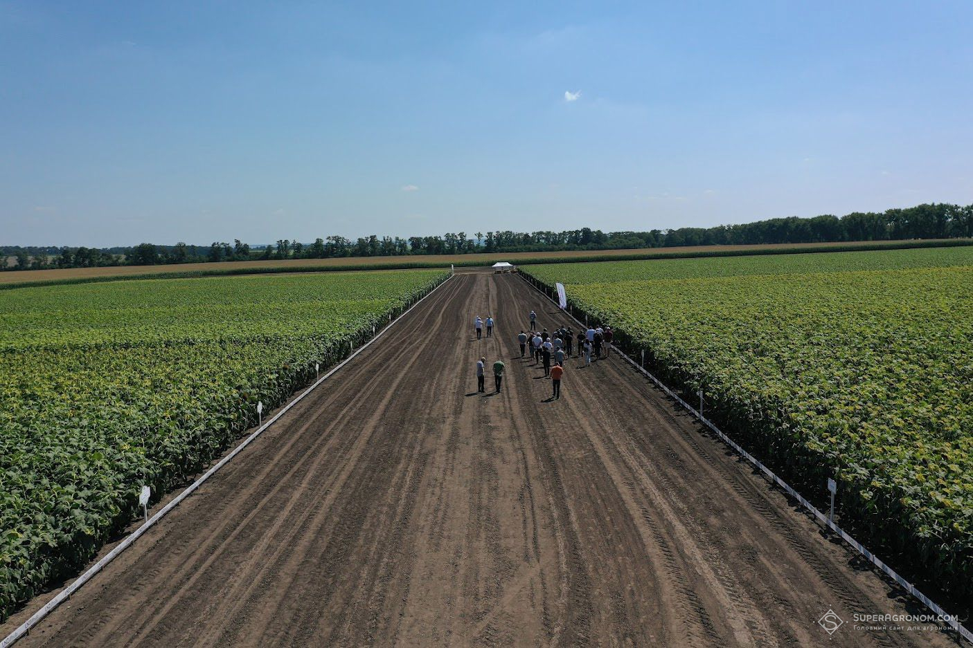 Випробування гібридів кукурудзи, соняшнику, та технологій вирощування культур на Черкащині фото 2 LNZ Group
