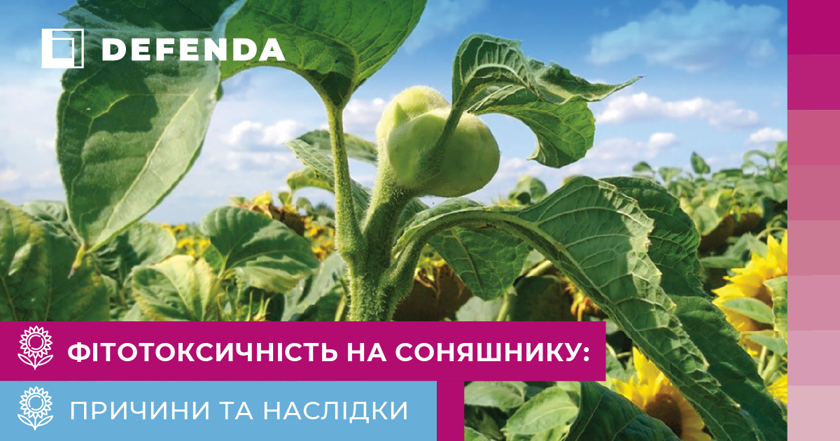 Фітотоксичність на соняшнику: причини та наслідки пояснив фахівець фото 1 LNZ Group