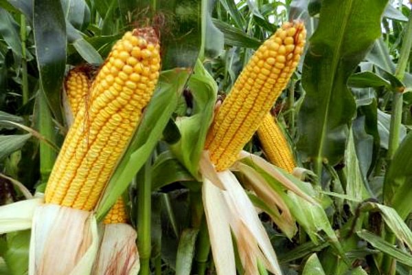 Як підібрати силосні гібриди кукурудзи для прибуткового тваринництва фото 3 LNZ Group