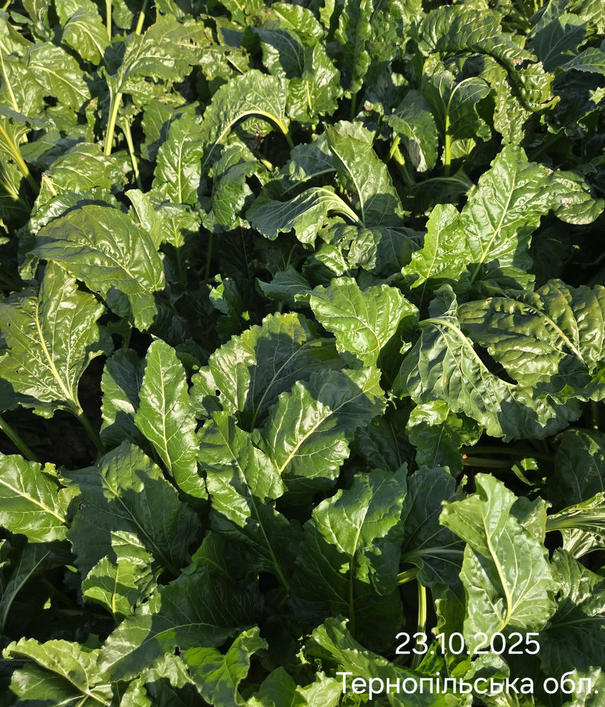 Гібриди для новітніх технологій і кліматичних ризиків: як змінюється селекція цукрових буряків фото 3 LNZ Group