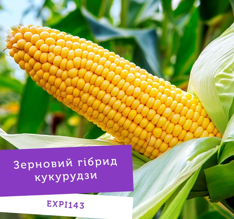 UNIVERSEED презентує нові гібриди кукурудзи фото 2 LNZ Group