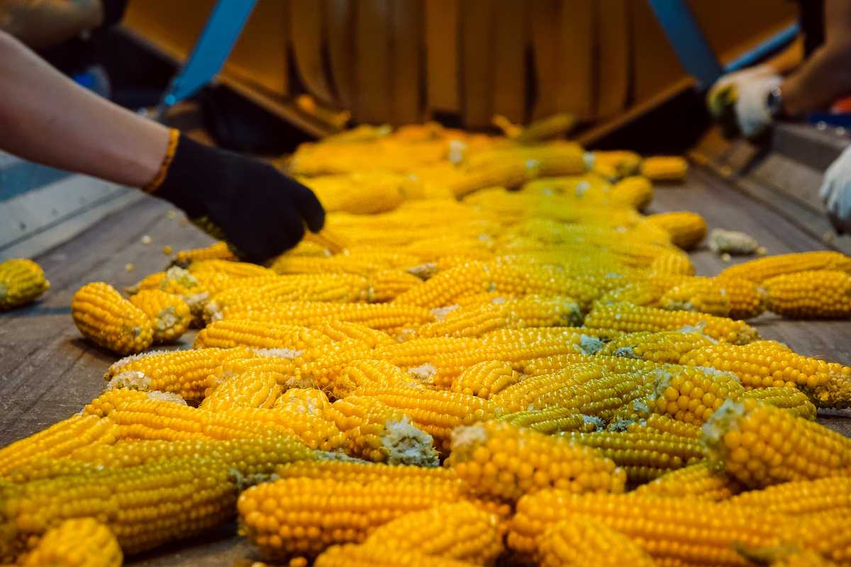 Економіка стимулятора, «міцний кукурудзяний горішок». фото 5 LNZ Group