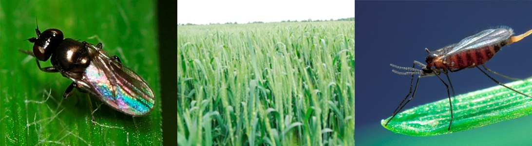 Боротьба з Шведською та Гессеньською мухою в посівах пшениці фото 3 LNZ Group