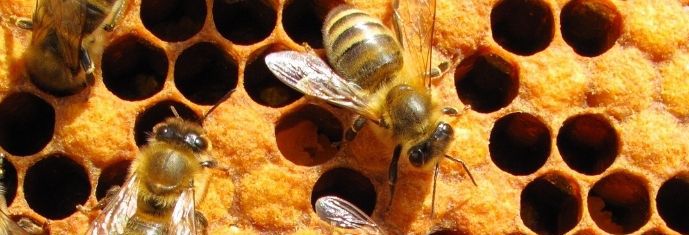 Бджоли та ЗЗР: як не втратити врожай та вберегти комах фото 3 LNZ Group