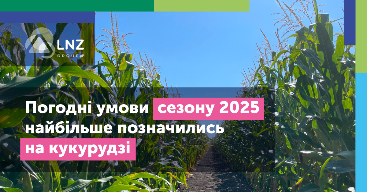 Погодні умови сезону 2025 найбільше позначились на кукурудзі фото 1 LNZ Group