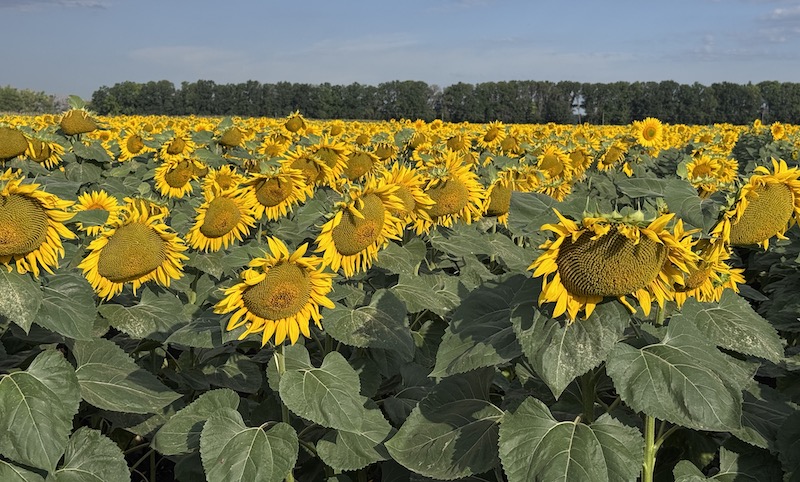 Гібриди кукурудзи ранньої групи виграли в сезоні-2025 фото 1 LNZ Group
