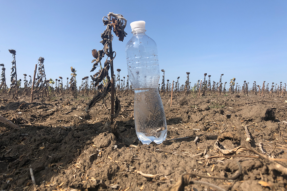 Ані кліматичні, ані економічні умови не сприяють розвитку сої фото 2 LNZ Group