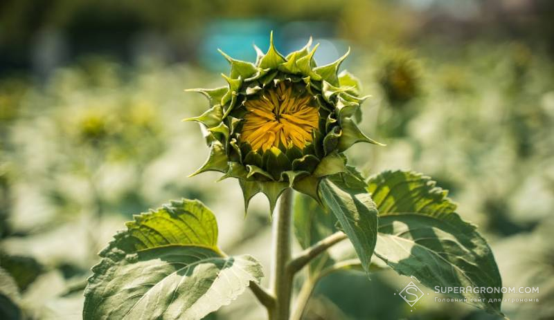 Ринок ЗЗР у сезоні 2025: вплив погодних та воєнних факторів фото 1 LNZ Group