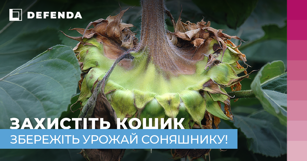 Ochrona koszyczka słonecznika przed chorobami — jakie preparaty uratują plon фото 1 LNZ Group