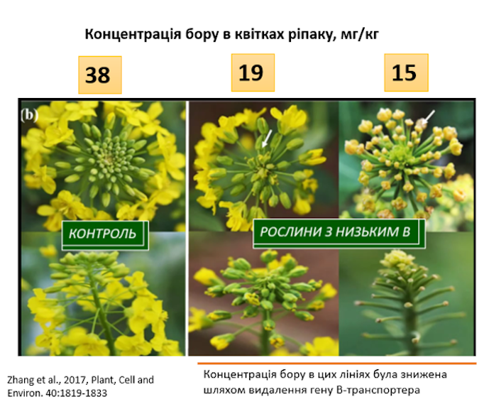Важливість бору для озимого ріпаку: ознаки дефіциту, рекомендації щодо внесення фото 3 LNZ Group