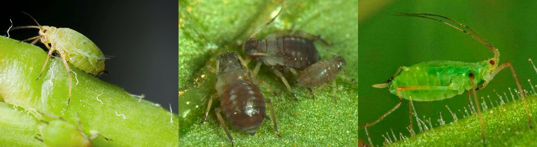 Сисні шкідники (попелиця та клопи) – інсектицидний захист фото 9 LNZ Group