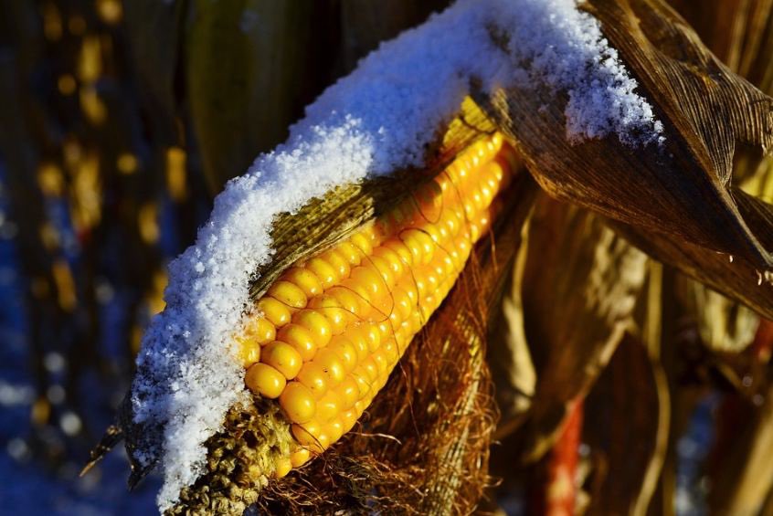 Зберігання кукурудзи в полі — переваги та недоліки методу фото 1 LNZ Group