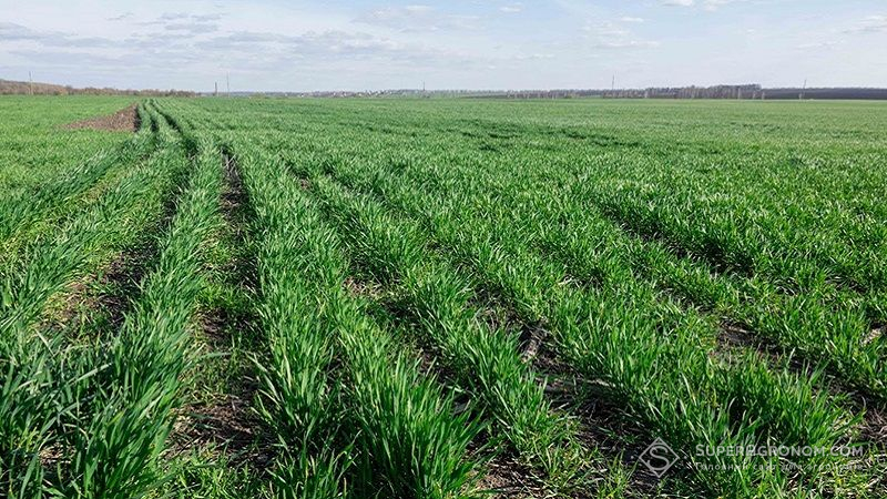 Проблеми боротьби зі шкідниками та хворобами за no-till технології господарювання фото 1 LNZ Group