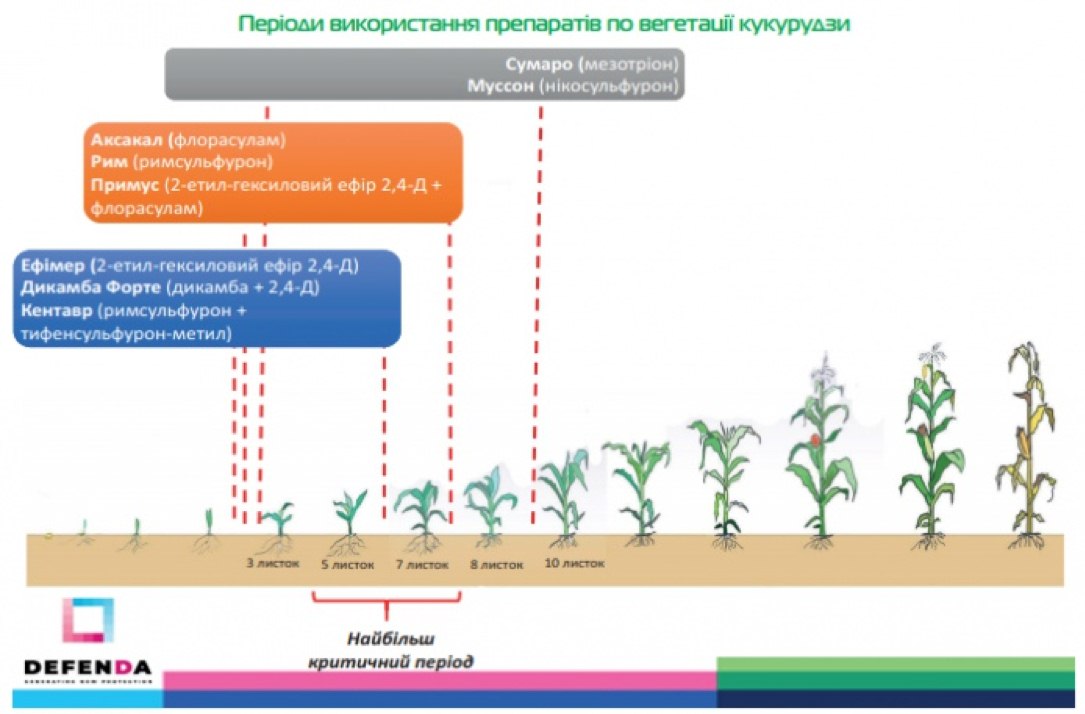 Системи гербіцидного захисту від DEFENDA на кукурудзі фото 2 LNZ Group