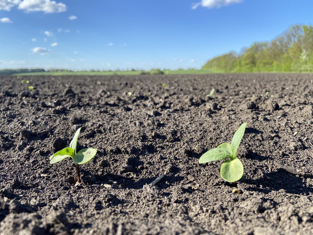 Соняшник на півдні: чи ризикнуть аграрії сіяти культуру цього сезону фото 3 LNZ Group