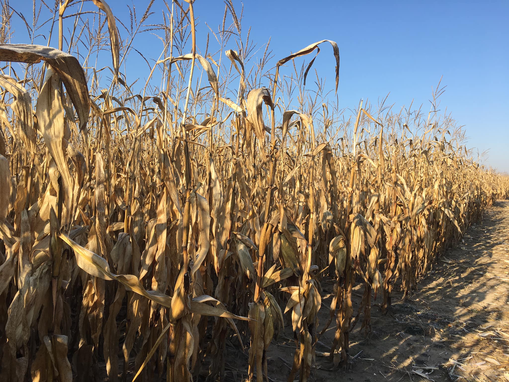 Досвід вирощування кукурудзи на малопродуктивних ґрунтах фото 2 LNZ Group