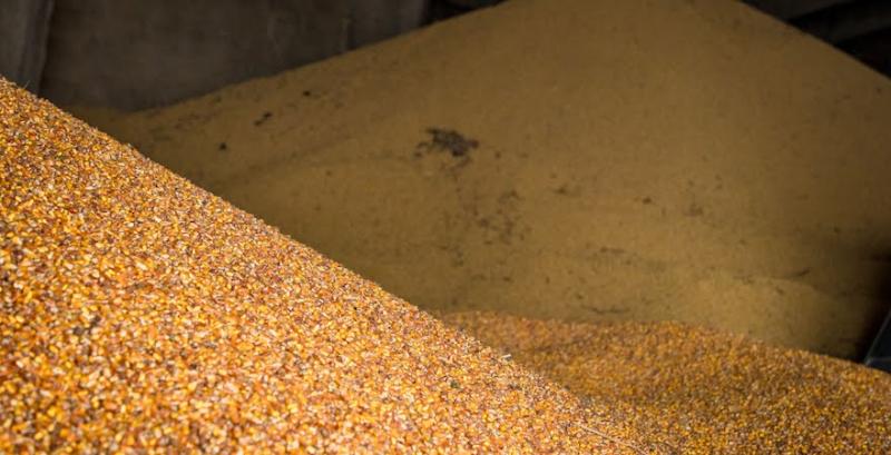 Україна не може стати конкурентом Польщі на ринку кукурудзи фото 1 LNZ Group