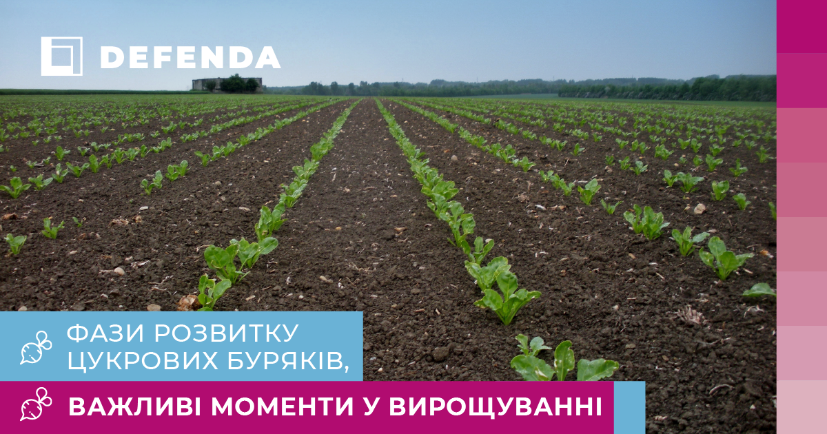 Фази розвитку цукрових буряків, важливі моменти у вирощуванні та догляд за посівами фото 1 LNZ Group