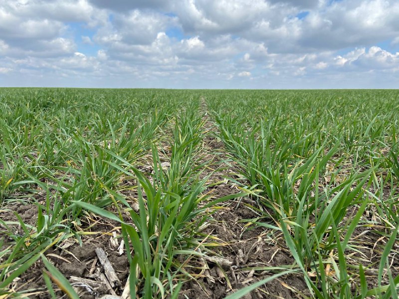 Акценти вирощування пшениці. Головні фактори ефективності фото 1 LNZ Group