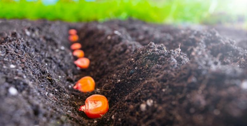 Чому на півдні України обирають саме середньоранні гібриди кукурудзи фото 1 LNZ Group